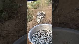 Real Life 100% Net Fishing In River At The Countryside .(Episode 113)