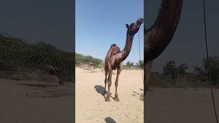 Beautyful camel baby