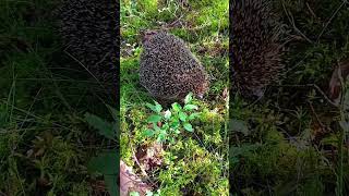 Просто ёжик, не в тумане 🦔 #ёжик #сказки #мирвокруг #природа #nature #hedgehog #природнаятерапия