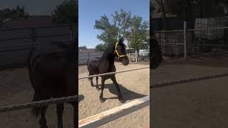 Iapa cu manz friesian