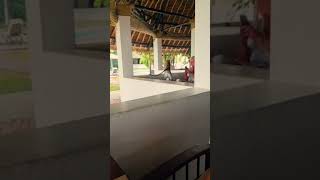 Crazy monkey steals the breakfast in the hotel