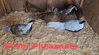 Silver Pheasants/Nraj Dawb Nplog Teb