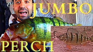 How I Catch JUMBO PERCH with Underwater Camera-Lake Simcoe