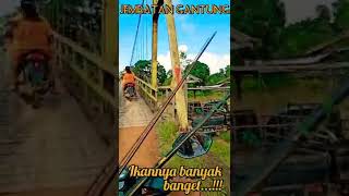 Spot Hampala Bawah Jembatan Gantung‼️Casting Hampala