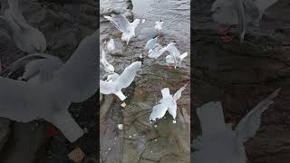 Seagulls #feeding #birds #animals #pets #jaythebell #nature #beachlover