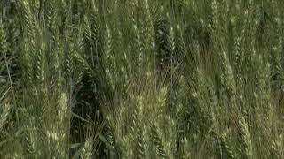 Clearfield CoAxium Winter Wheat Varieties