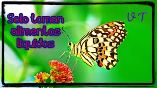 7 Datos Interesantes Sobre Las Mariposas.