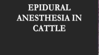 Эпидуральной анестезии у крупного рогатого скота