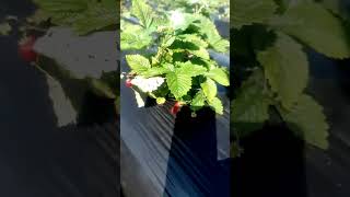 "Growing Strawberries is Easier Than You Think!"