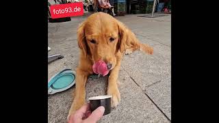 Golden Retriever ist verrückt nach Eis