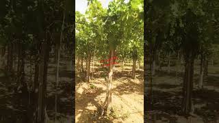 مشروع زراعة العنب الطاولة projet de raisin de table au Maroc #القرآن_الكريم  #agriculture  #nature