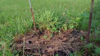 Giant Sequoia / Redwood Update - I have another baby