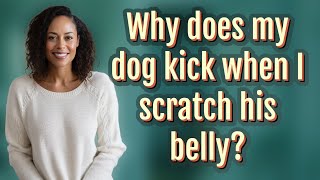 Why does my dog kick when I scratch his belly?