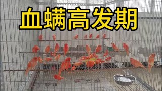 关内小城：玉鸟繁殖季前是血螨高发期，怎样才能知道有没有血螨呢