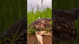 Bird Falcon Attack #birds #falcon #wildlife #eagle #hawk #animals #shorts