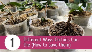 Chapter 1. Various Stages That Orchids Might Die (What to do?)