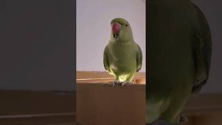 Guddo 😍  #cockatielqueen #parrottalking #parrot #mittoo #talking #birds #viral #parrrot #pets #cute