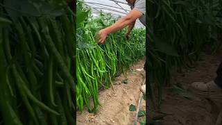 mirchi 🌶️#farming #vegestables #youtubeshorts 🌶️😱