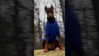 Doberman Pinscher, European Doberman, Doberman, American Doberman, Intelligent dog, Perro Doberman