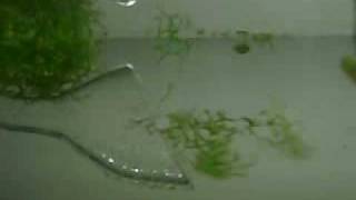 ADA Lily Pipe filter outflow- aquascaping fisk tank