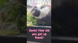 sonic eating basil #youtubeshorts #funny #animals