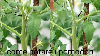 Come potare il pomodoro 🍅🍅