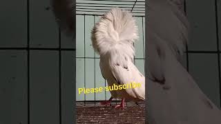 #pigeon #bird #bd#king #fancy #kabootar #pigeonlover #shortvideo #shortsyoutube #shorts #subscribe