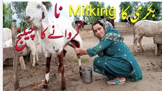 Girl Goat Milking by Hand ll Difficult Task for Girl ll VillageGirlsLife