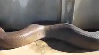 AMAZING  Caught On Camera, The World s Largest Anaconda