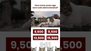 CAT LOVERS: How many years ago were cats domesticated? #short #shorts #cat #kitten