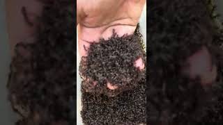 Brave man is bitten by venomous ants so cool #shorts