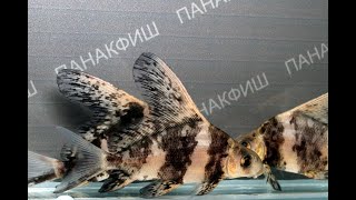 Парусник китайский чукучан (Myxocyprinus asiaticus)