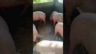 Pork Lechon Leyte Grill I Cement Pig Housing Management Backyard Hog Fattening Akie The Carpenter -