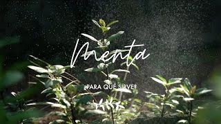 MENTA ¿Para qué sirve - Propiedades medicinales