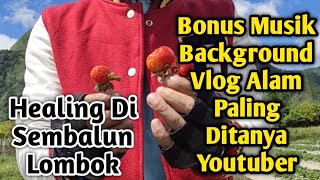 STRAWBERRY MINI SETELAH PANEN | Video Music No Copyright