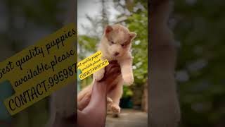 Best quality puppies available.please CONTACT:9959877274,delivery available #puppiesforsale #puppies