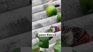 buah bidara