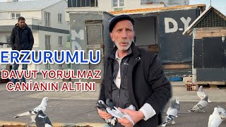 GÜVERCİNLERE FISILDAYAN ADAM. EFSANE MEZATÇI. DAVUT YORULMAZ