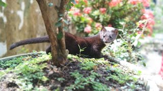 Carpelai Mink indonesian mountain weasel