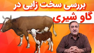 بررسی سخت زایی در گاو شیری