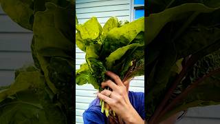 😯 Homegrown Chard #chard #lettuce #leafygreens #greens #healthygarden #garden #homegrown #homegarden