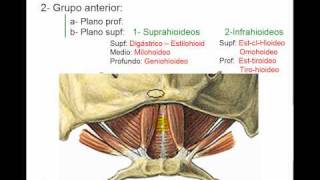 Músculos del cuello 3