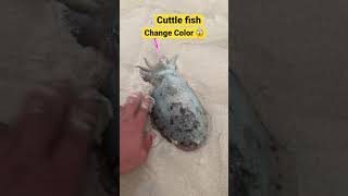 Cuttle fish #luresfishing  #littma #shimano #fishingvideo  #fishon