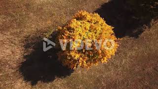 Rotating drone shot, top view, of a bright yellow tree, on a sunny autumn day