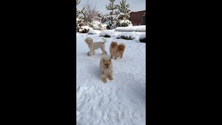 Cute Funny Doggy Dog Puppies #shorts #funnydoggydog #shortsvideo #youtubeshorts #shortsfeed