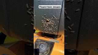 Как с ними бороться, кто-нибудь знает? 🐝 #заручевье #деревенскаяжизнь #насекомые