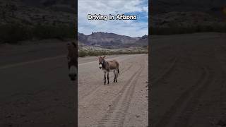 Driving in Arizona #shorts #desert #donkeys