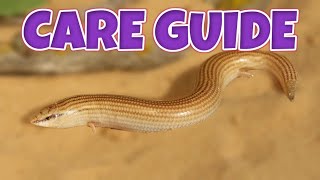 MEET OUR WEDGE-SNOUTED SKINKS! | Care Guide