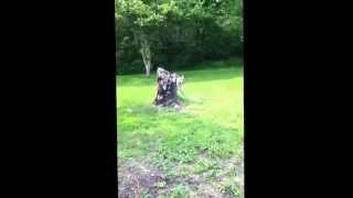 Dog Chases Squirrel Around A Stump