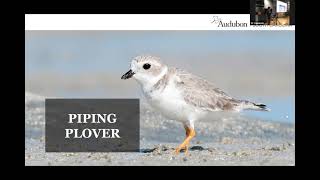 Their Tern: Protecting Bird Sanctuaries